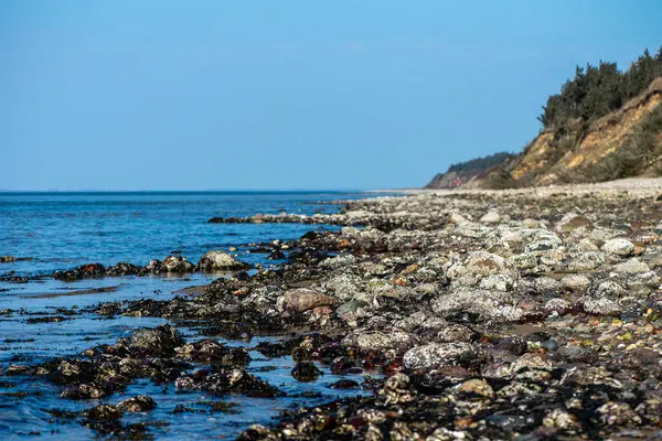 Yakından bakıldığında çeşitli yeşil, kahverengi ve kırmızı algler ve kayalara bağlanmış ve sığ sularda yüzen deniz yosunları deniz biyolojik çeşitliliğini ön plana çıkarıyor..