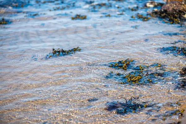 Yakından bakıldığında çeşitli yeşil, kahverengi ve kırmızı algler ve kayalara bağlanmış ve sığ sularda yüzen deniz yosunları deniz biyolojik çeşitliliğini ön plana çıkarıyor..