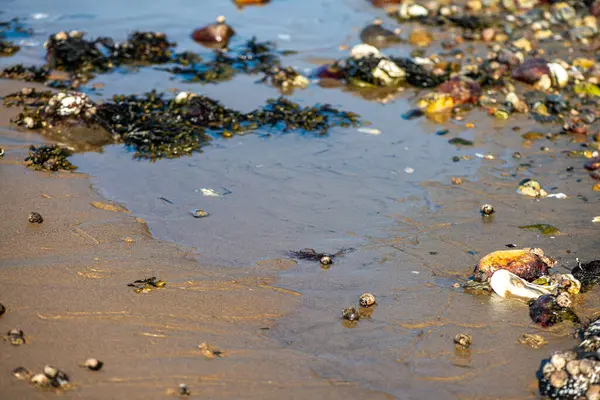Yakından bakıldığında çeşitli yeşil, kahverengi ve kırmızı algler ve kayalara bağlanmış ve sığ sularda yüzen deniz yosunları deniz biyolojik çeşitliliğini ön plana çıkarıyor..