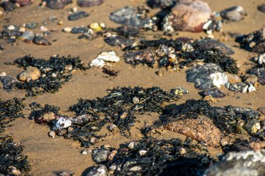 Yakından bakıldığında çeşitli yeşil, kahverengi ve kırmızı algler ve kayalara bağlanmış ve sığ sularda yüzen deniz yosunları deniz biyolojik çeşitliliğini ön plana çıkarıyor..