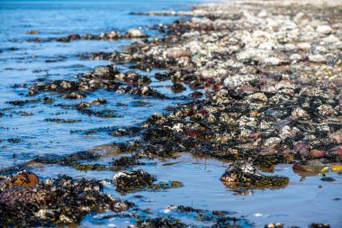Yakından bakıldığında çeşitli yeşil, kahverengi ve kırmızı algler ve kayalara bağlanmış ve sığ sularda yüzen deniz yosunları deniz biyolojik çeşitliliğini ön plana çıkarıyor..