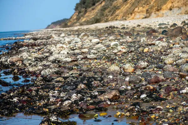 Yakından bakıldığında çeşitli yeşil, kahverengi ve kırmızı algler ve kayalara bağlanmış ve sığ sularda yüzen deniz yosunları deniz biyolojik çeşitliliğini ön plana çıkarıyor..