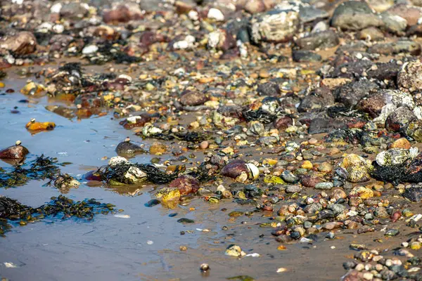 Yakından bakıldığında çeşitli yeşil, kahverengi ve kırmızı algler ve kayalara bağlanmış ve sığ sularda yüzen deniz yosunları deniz biyolojik çeşitliliğini ön plana çıkarıyor..