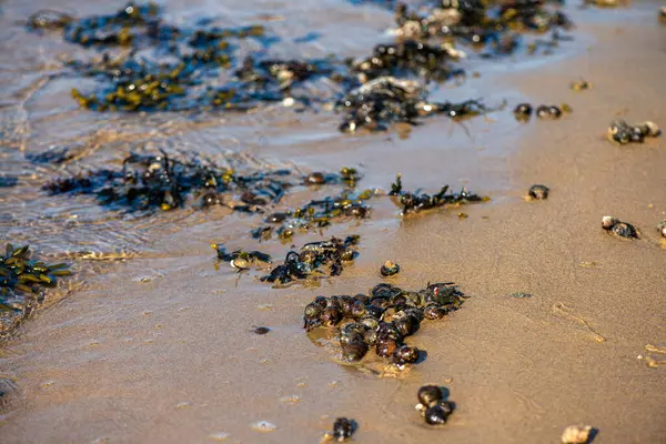 Yakından bakıldığında çeşitli yeşil, kahverengi ve kırmızı algler ve kayalara bağlanmış ve sığ sularda yüzen deniz yosunları deniz biyolojik çeşitliliğini ön plana çıkarıyor..