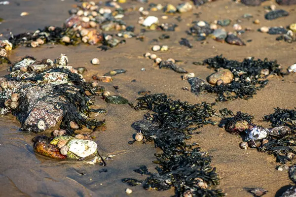 Yakından bakıldığında çeşitli yeşil, kahverengi ve kırmızı algler ve kayalara bağlanmış ve sığ sularda yüzen deniz yosunları deniz biyolojik çeşitliliğini ön plana çıkarıyor..