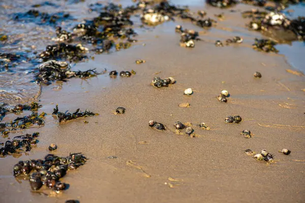 Yakından bakıldığında çeşitli yeşil, kahverengi ve kırmızı algler ve kayalara bağlanmış ve sığ sularda yüzen deniz yosunları deniz biyolojik çeşitliliğini ön plana çıkarıyor..