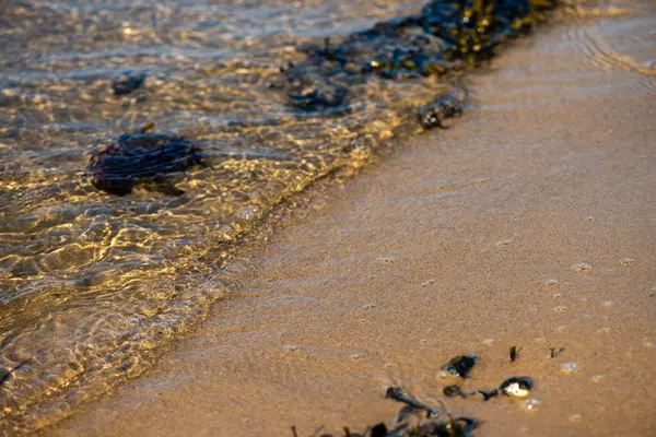 Yakından bakıldığında çeşitli yeşil, kahverengi ve kırmızı algler ve kayalara bağlanmış ve sığ sularda yüzen deniz yosunları deniz biyolojik çeşitliliğini ön plana çıkarıyor..