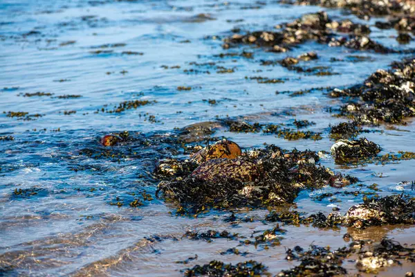Yakından bakıldığında çeşitli yeşil, kahverengi ve kırmızı algler ve kayalara bağlanmış ve sığ sularda yüzen deniz yosunları deniz biyolojik çeşitliliğini ön plana çıkarıyor..