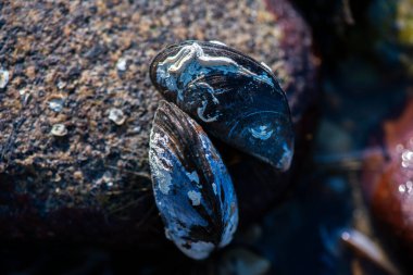 Büyük bir midye ve istiridye yığınının yer aldığı doğal bir deniz manzarası kıyı biyoçeşitliliğini ve gelgit yaşamını sergiliyor..