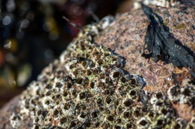 Balanus Sp 'i çeken çok detaylı bir makro fotoğraf. Deniz kenarındaki bir kayaya bağlı midyeler, istiridyeler, çamur ve deniz biyolojik çeşitliliğinin diğer elementleriyle çevrili..