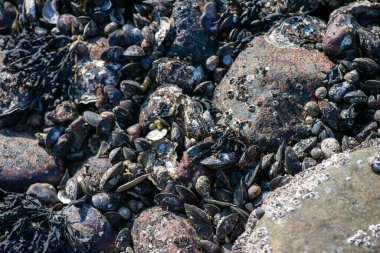 Büyük bir midye ve istiridye yığınının yer aldığı doğal bir deniz manzarası kıyı biyoçeşitliliğini ve gelgit yaşamını sergiliyor..