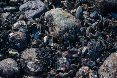 Büyük bir midye ve istiridye yığınının yer aldığı doğal bir deniz manzarası kıyı biyoçeşitliliğini ve gelgit yaşamını sergiliyor..