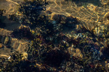 Kıyıda büyüyen çeşitli yosunlar ve deniz yosunlarının temiz ve yansıtıcı su yüzeyi ile detaylı bir görüntüsü..