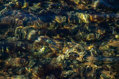 Kıyıda büyüyen çeşitli yosunlar ve deniz yosunlarının temiz ve yansıtıcı su yüzeyi ile detaylı bir görüntüsü..