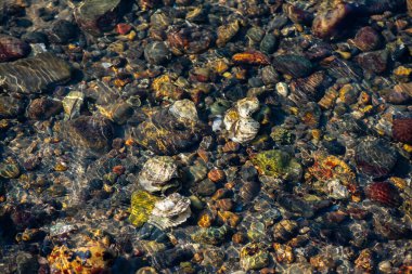 Büyük bir midye ve istiridye yığınının yer aldığı doğal bir deniz manzarası kıyı biyoçeşitliliğini ve gelgit yaşamını sergiliyor..