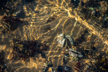 Kıyıda büyüyen çeşitli yosunlar ve deniz yosunlarının temiz ve yansıtıcı su yüzeyi ile detaylı bir görüntüsü..