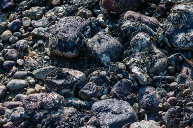 Büyük bir midye ve istiridye yığınının yer aldığı doğal bir deniz manzarası kıyı biyoçeşitliliğini ve gelgit yaşamını sergiliyor..