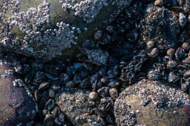Büyük bir midye ve istiridye yığınının yer aldığı doğal bir deniz manzarası kıyı biyoçeşitliliğini ve gelgit yaşamını sergiliyor..