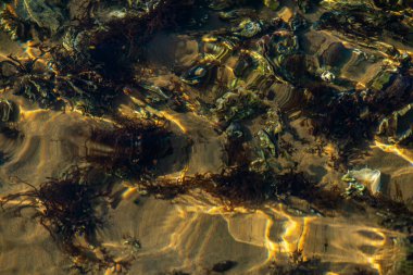 Kıyıda büyüyen çeşitli yosunlar ve deniz yosunlarının temiz ve yansıtıcı su yüzeyi ile detaylı bir görüntüsü..