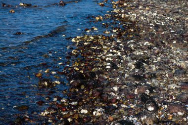 Büyük bir midye ve istiridye yığınının yer aldığı doğal bir deniz manzarası kıyı biyoçeşitliliğini ve gelgit yaşamını sergiliyor..