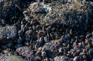 Büyük bir midye ve istiridye yığınının yer aldığı doğal bir deniz manzarası kıyı biyoçeşitliliğini ve gelgit yaşamını sergiliyor..
