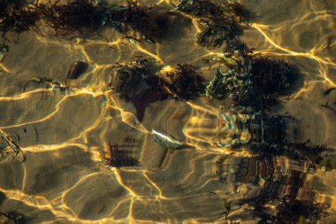 Kıyıda büyüyen çeşitli yosunlar ve deniz yosunlarının temiz ve yansıtıcı su yüzeyi ile detaylı bir görüntüsü..