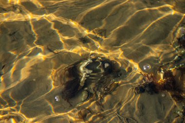 Kıyıda büyüyen çeşitli yosunlar ve deniz yosunlarının temiz ve yansıtıcı su yüzeyi ile detaylı bir görüntüsü..