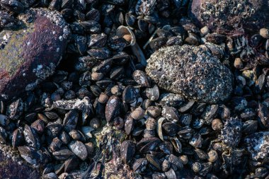 Büyük bir midye ve istiridye yığınının yer aldığı doğal bir deniz manzarası kıyı biyoçeşitliliğini ve gelgit yaşamını sergiliyor..