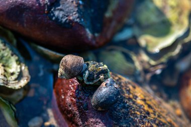 Büyük bir midye ve istiridye yığınının yer aldığı doğal bir deniz manzarası kıyı biyoçeşitliliğini ve gelgit yaşamını sergiliyor..