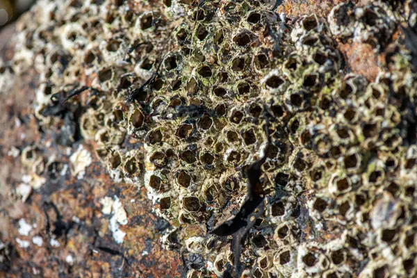 Balanus Sp 'i çeken çok detaylı bir makro fotoğraf. Deniz kenarındaki bir kayaya bağlı midyeler, istiridyeler, çamur ve deniz biyolojik çeşitliliğinin diğer elementleriyle çevrili..
