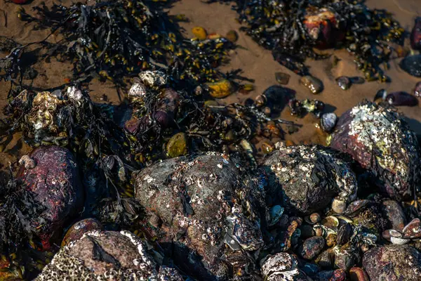 Balanus Sp 'i çeken çok detaylı bir makro fotoğraf. Deniz kenarındaki bir kayaya bağlı midyeler, istiridyeler, çamur ve deniz biyolojik çeşitliliğinin diğer elementleriyle çevrili..