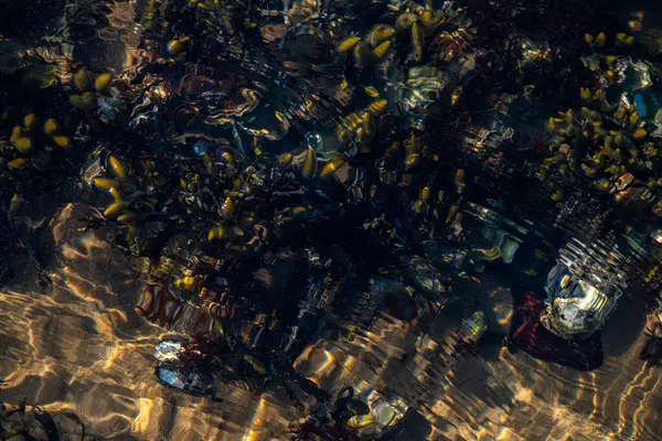 Kıyıda büyüyen çeşitli yosunlar ve deniz yosunlarının temiz ve yansıtıcı su yüzeyi ile detaylı bir görüntüsü..