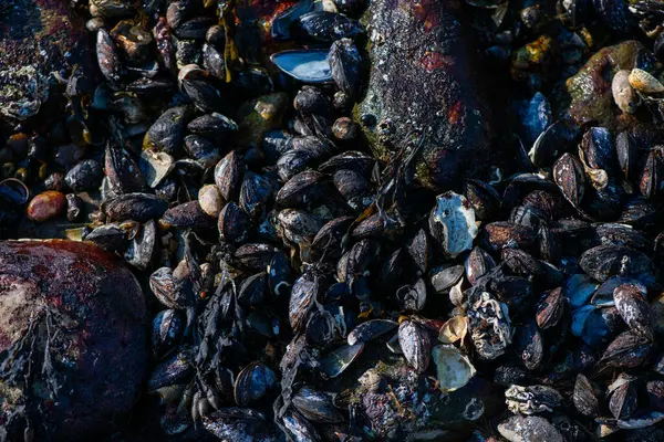Büyük bir midye ve istiridye yığınının yer aldığı doğal bir deniz manzarası kıyı biyoçeşitliliğini ve gelgit yaşamını sergiliyor..