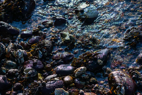 Büyük bir midye ve istiridye yığınının yer aldığı doğal bir deniz manzarası kıyı biyoçeşitliliğini ve gelgit yaşamını sergiliyor..