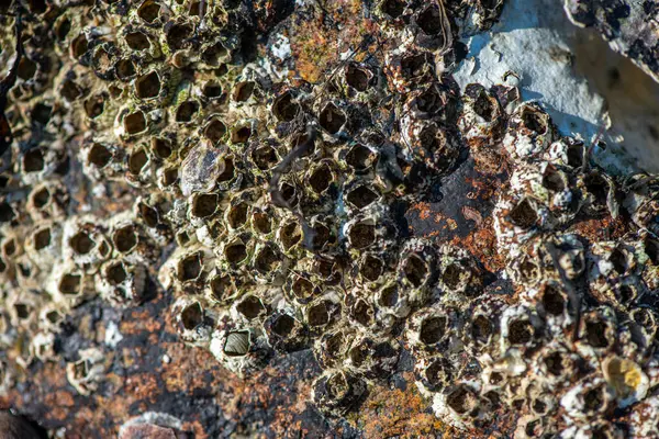 Balanus Sp 'i çeken çok detaylı bir makro fotoğraf. Deniz kenarındaki bir kayaya bağlı midyeler, istiridyeler, çamur ve deniz biyolojik çeşitliliğinin diğer elementleriyle çevrili..