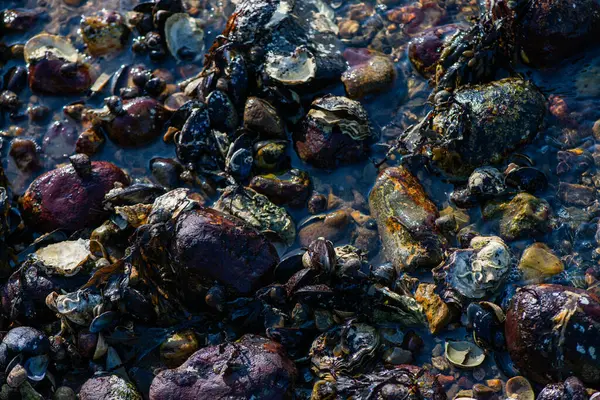 Büyük bir midye ve istiridye yığınının yer aldığı doğal bir deniz manzarası kıyı biyoçeşitliliğini ve gelgit yaşamını sergiliyor..