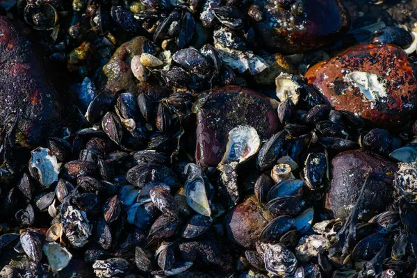 Büyük bir midye ve istiridye yığınının yer aldığı doğal bir deniz manzarası kıyı biyoçeşitliliğini ve gelgit yaşamını sergiliyor..