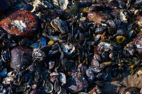 Büyük bir midye ve istiridye yığınının yer aldığı doğal bir deniz manzarası kıyı biyoçeşitliliğini ve gelgit yaşamını sergiliyor..