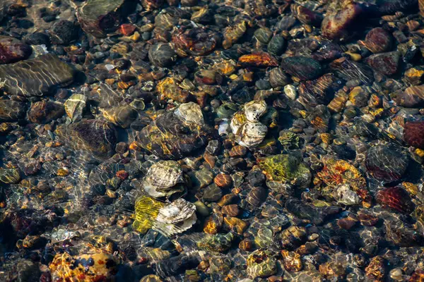 Büyük bir midye ve istiridye yığınının yer aldığı doğal bir deniz manzarası kıyı biyoçeşitliliğini ve gelgit yaşamını sergiliyor..