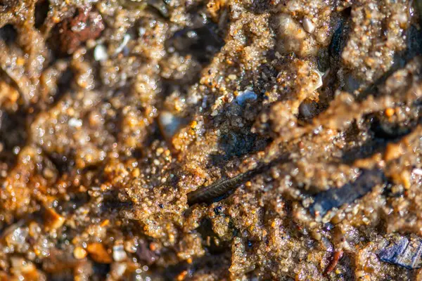 Dalgalar çekildiğinde nemli kumda yavaşça sürünen polichaete solucanının gerçekçi bir yakın çekimi, parçalanmış gövdesini ve doğal bir kıyı ortamındaki kıllı parapodiyi gözler önüne seriyor..