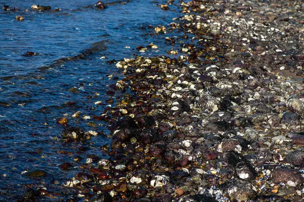 Büyük bir midye ve istiridye yığınının yer aldığı doğal bir deniz manzarası kıyı biyoçeşitliliğini ve gelgit yaşamını sergiliyor..