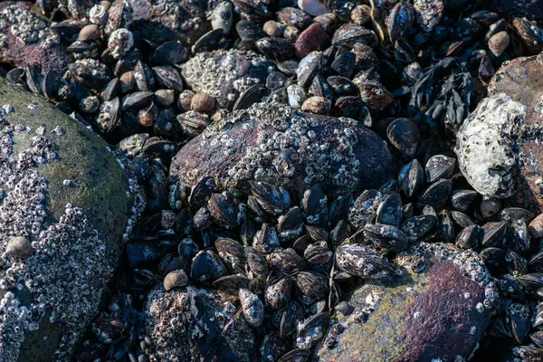 Büyük bir midye ve istiridye yığınının yer aldığı doğal bir deniz manzarası kıyı biyoçeşitliliğini ve gelgit yaşamını sergiliyor..