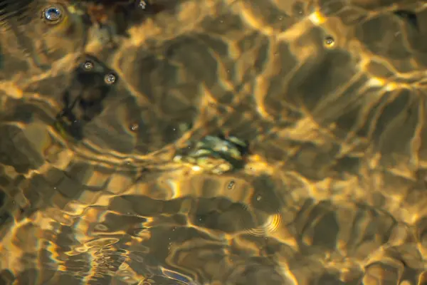 Kıyıda büyüyen çeşitli yosunlar ve deniz yosunlarının temiz ve yansıtıcı su yüzeyi ile detaylı bir görüntüsü..