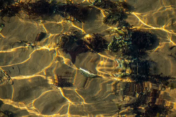 Kıyıda büyüyen çeşitli yosunlar ve deniz yosunlarının temiz ve yansıtıcı su yüzeyi ile detaylı bir görüntüsü..