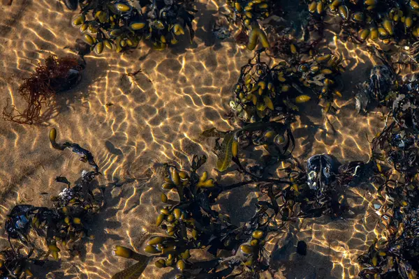 Kıyıda büyüyen çeşitli yosunlar ve deniz yosunlarının temiz ve yansıtıcı su yüzeyi ile detaylı bir görüntüsü..