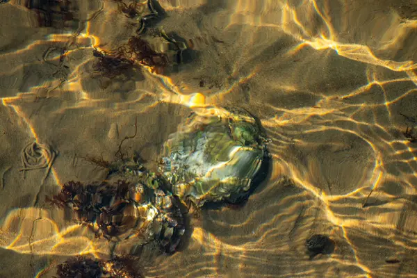 Kıyıda büyüyen çeşitli yosunlar ve deniz yosunlarının temiz ve yansıtıcı su yüzeyi ile detaylı bir görüntüsü..