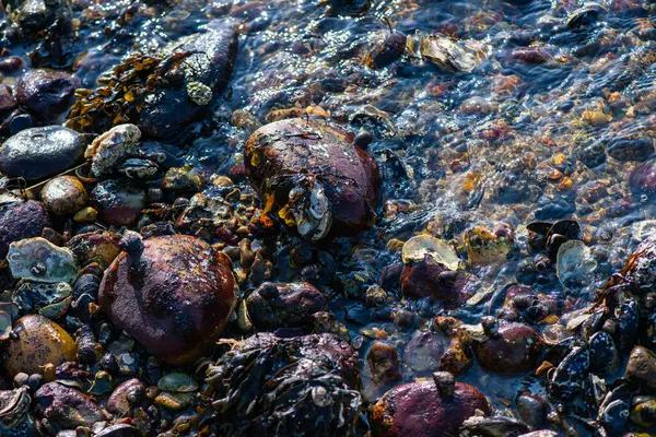 Büyük bir midye ve istiridye yığınının yer aldığı doğal bir deniz manzarası kıyı biyoçeşitliliğini ve gelgit yaşamını sergiliyor..