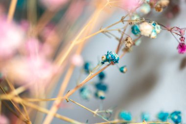 Mercan Çanları (Heuchera) çiçeklerinin yumuşak ve canlı bir makro fotoğrafı, zarif taç yapraklarını ve zengin renklerini sergiliyor, ideal bir botanik duvar kağıdı arka planı..