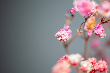 Mercan Çanları (Heuchera) çiçeklerinin yumuşak ve canlı bir makro fotoğrafı, zarif taç yapraklarını ve zengin renklerini sergiliyor, ideal bir botanik duvar kağıdı arka planı..