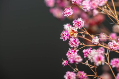 Mercan Çanları (Heuchera) çiçeklerinin yumuşak ve canlı bir makro fotoğrafı, zarif taç yapraklarını ve zengin renklerini sergiliyor, ideal bir botanik duvar kağıdı arka planı..